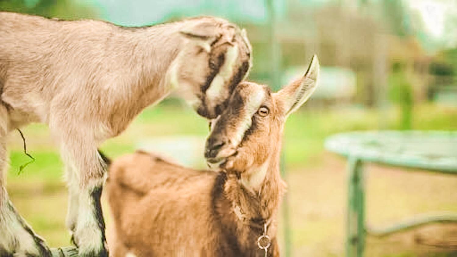 [燒烤]  貝澳戶外 BBQ Party｜露營車派對式燒烤體驗 | 朋友聚會、公司活動、家庭日、節日慶祝