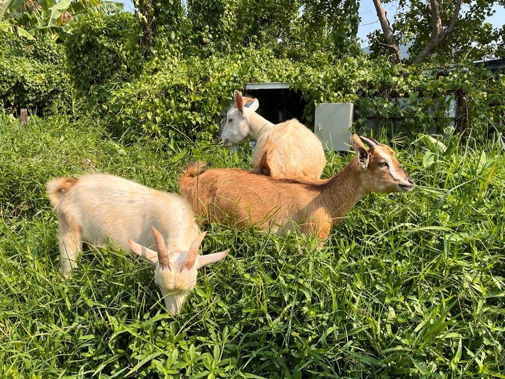 【貝澳】4人-工作坊連中型露營車體驗套票 (親親小動物/食足三餐)