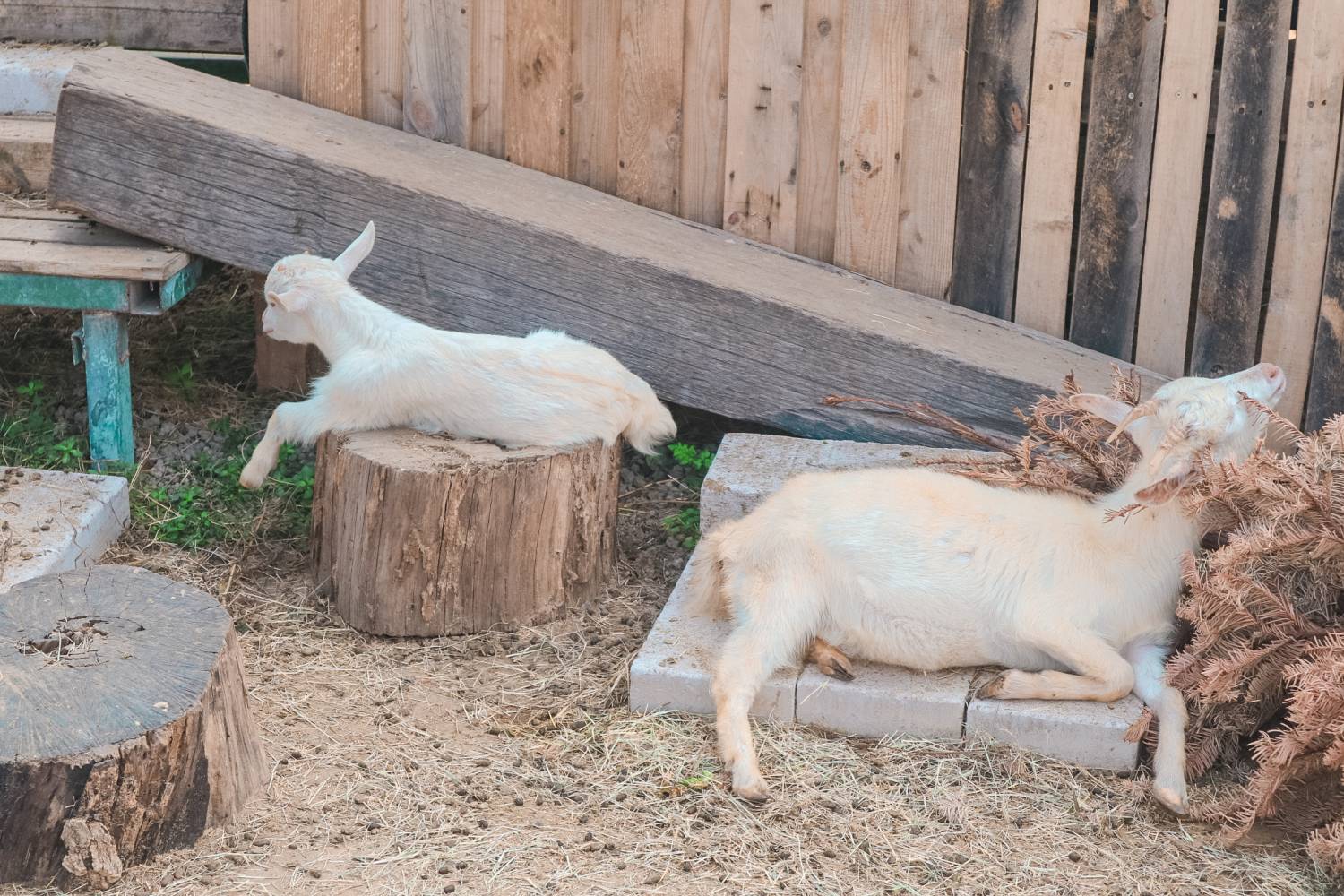 [燒烤]  貝澳戶外 BBQ Party｜露營車派對式燒烤體驗 | 朋友聚會、公司活動、家庭日、節日慶祝